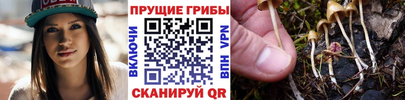 Галлюциногенные грибы Psilocybine cubensis  omg ТОР  Тарко-Сале 